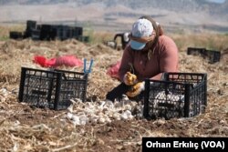 Üreticiler fiyatlardan ve çalışma koşullarından şikayetçi.